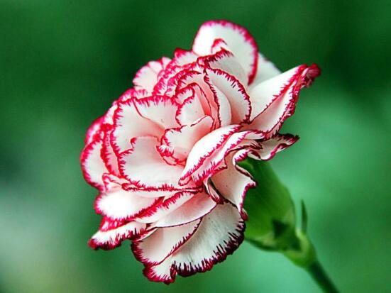 康乃馨花苞干癟怎么救，三種原因以及解決辦法