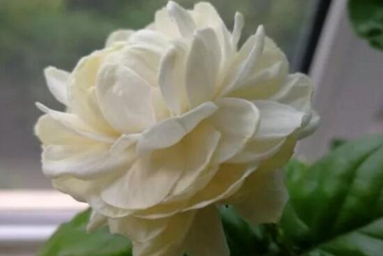 虎頭茉莉怎么施肥，4個(gè)小技巧解決施肥疑難問(wèn)題