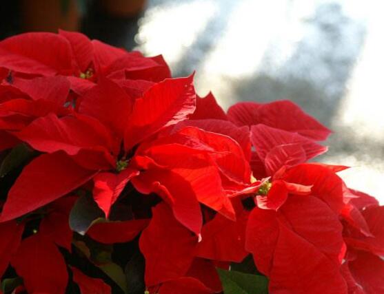 一品紅爛根怎么辦，一品紅爛根解決辦法