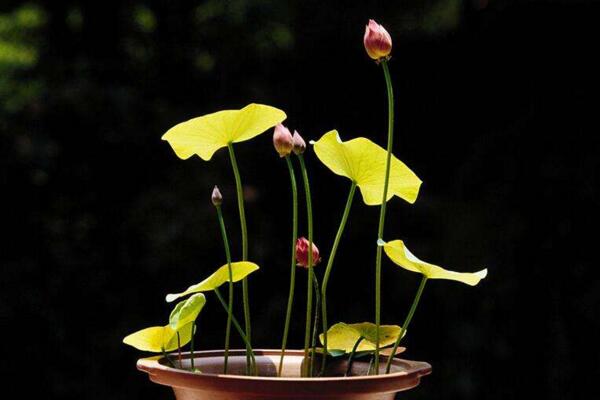 荷花怎么養(yǎng)殖，想養(yǎng)好荷花必須要做好以下5點(diǎn)