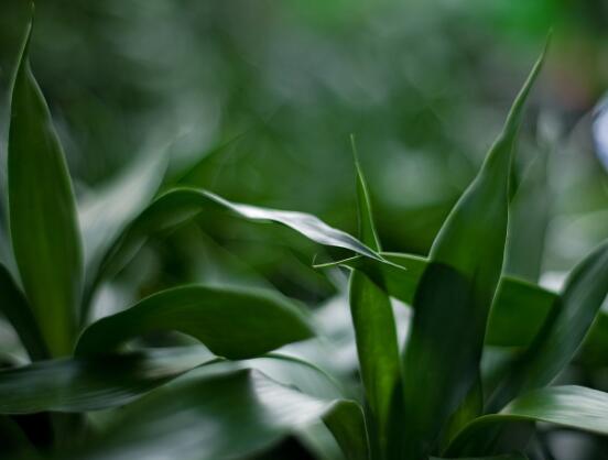 富貴竹禁忌擺放位置，盤點(diǎn)四個(gè)禁忌位置(財(cái)位/門口/廁所/金屬旁)