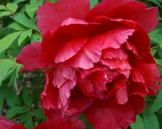 牡丹花怎么養(yǎng)最簡單，做好簡單五個步驟即可(花大色艷)