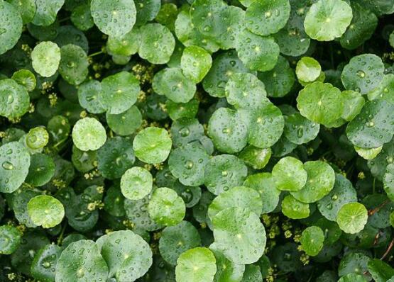 銅錢草水培變黃怎么辦，做好六大要點變得青翠碧綠
