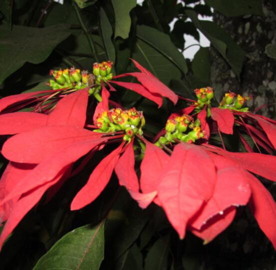 一品紅發(fā)黃掉葉子，盤點最常見的三種原因以及解決方法