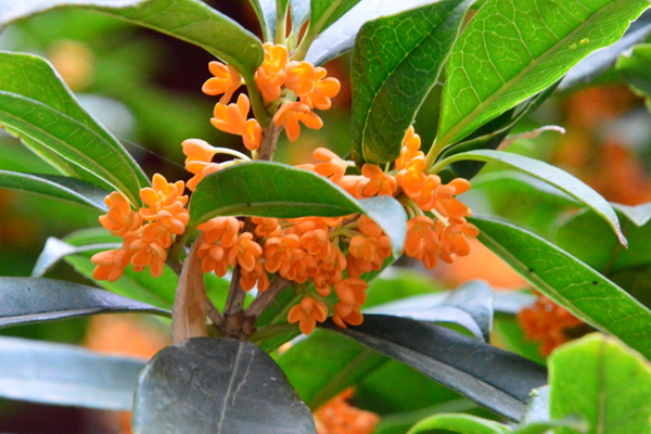 桂花的養(yǎng)殖方法和注意事項(xiàng)，桂花養(yǎng)殖5大要點(diǎn)