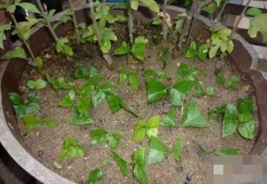 繡球花扦插方法圖解，老農(nóng)教你三點基本步驟