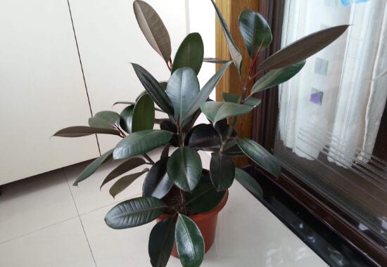 橡皮樹用什么肥料好，橡皮樹怎么養(yǎng)長得快