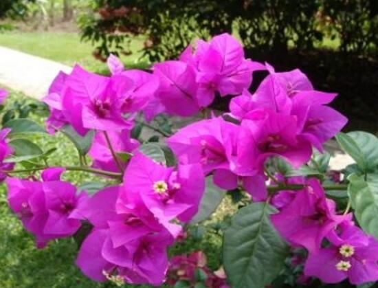 三角梅怎么修剪，三角梅的修剪方法