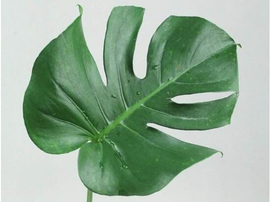 龜背竹怎么修剪，龜背竹修剪方法