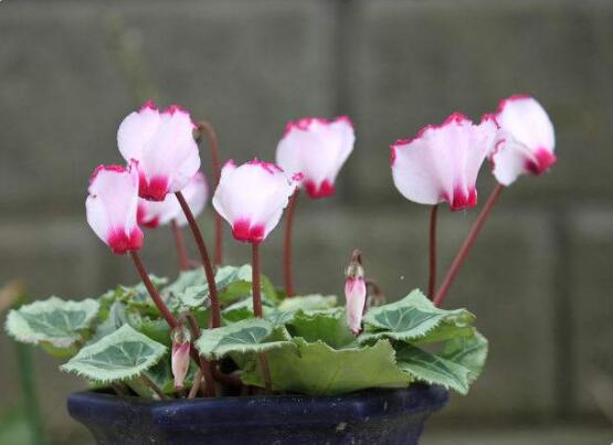 仙客來(lái)的花期是什么時(shí)候，每年冬季含苞盛放(12月至5月)