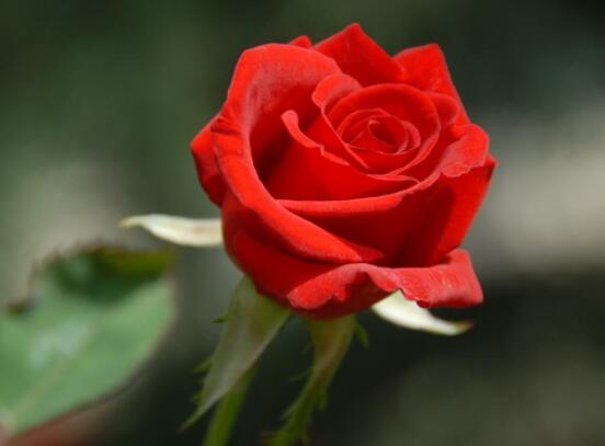 玫瑰花中藥功效是啥，美容護膚、調(diào)經(jīng)止痛