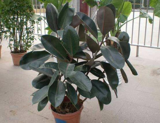 橡皮樹多高怎么去頭，擇理想的高度（生長出芽點(diǎn)）