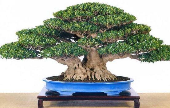 榕樹盆景怎么養(yǎng)，榕樹盆景養(yǎng)殖注意六大要素