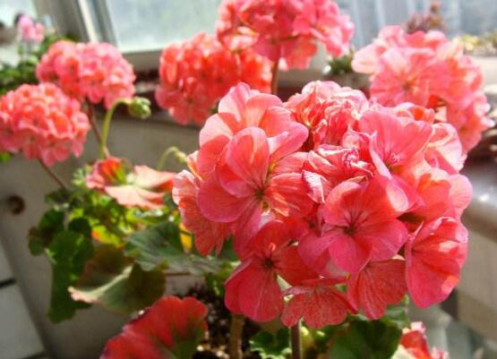 天竺葵怎么修剪，天竺葵修剪方法