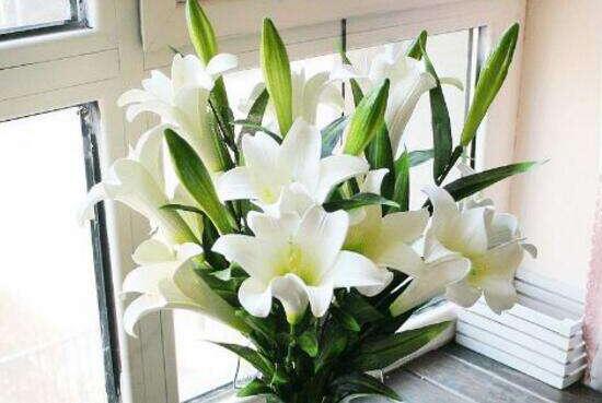 香水百合怎么養(yǎng)，光照充足、溫度合理(土培與水培)