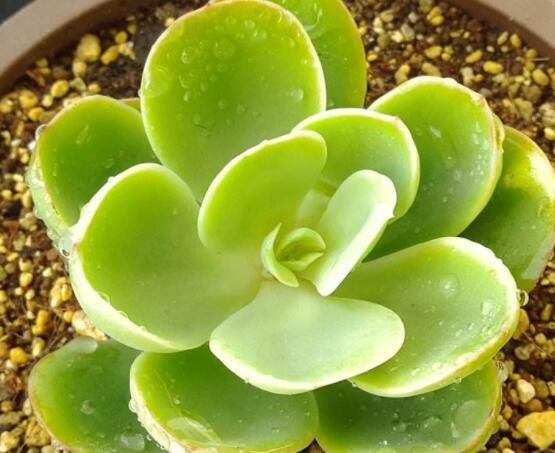 寶石花怎么繁殖，老農(nóng)總結(jié)四種繁殖方法(播種繁殖簡單易學(xué))