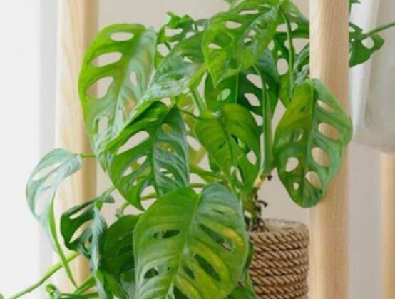 龜背竹的扦插方法，以10厘米枝條為主/注意保留氣生根