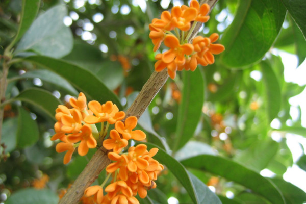 桂花樹(shù)養(yǎng)殖方法和注意事項(xiàng)，在16~26℃接受散射光照