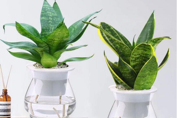 水培虎皮蘭怎么過(guò)冬，虎皮蘭安全越冬5大要點(diǎn)