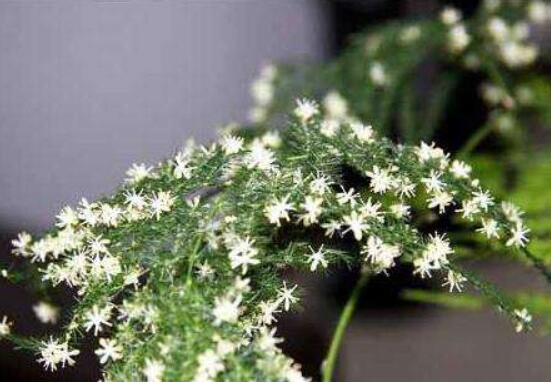 文竹開花嗎，每年9-10月間盛放(和睦美滿)