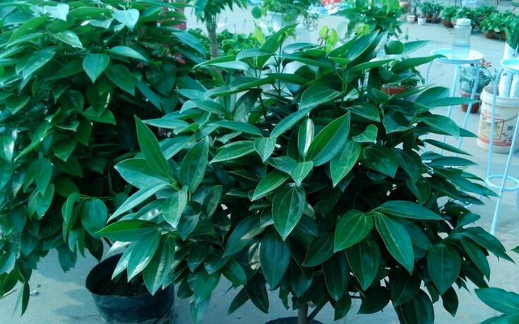 平安樹葉子發(fā)黑的原因，病蟲害等三種原因造成