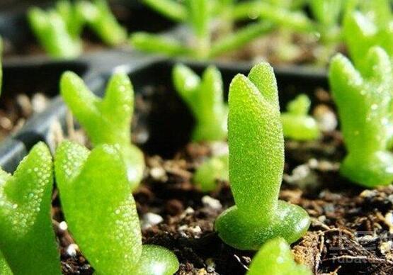 多肉碧光環(huán)種子種植，老農(nóng)總結(jié)最簡單易學(xué)六點(diǎn)基本步驟