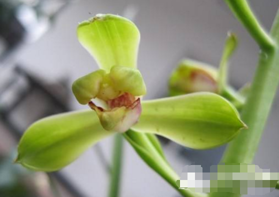 蘭花什么時候開花，不同品種開花時間不盡相同