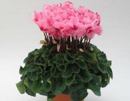 仙客來花的好處有哪些，仙客來花的養(yǎng)護(hù)技巧