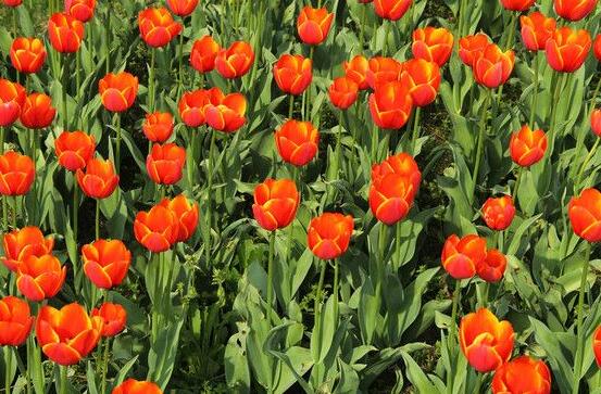 郁金香的花語及傳說，代表著愛的表白、永恒的祝福