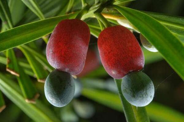 羅漢松的果實能吃嗎，果實只能吃一部分