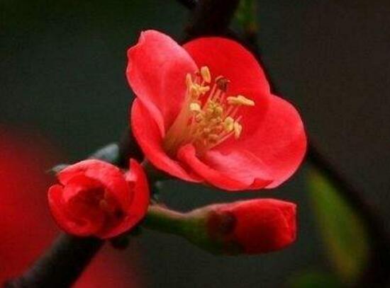 海棠花怎么養(yǎng)，海棠花的養(yǎng)殖方法和注意事項(xiàng)