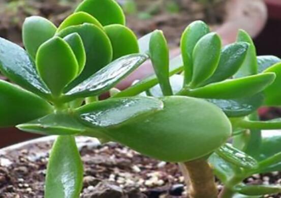 燕子掌能放在室內(nèi)養(yǎng)嗎，能/吸收有害氣體、釋放氧氣(身體健康)