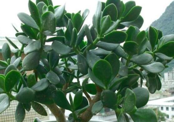 燕子掌的修剪方法，保留主枝反復(fù)摘心(春秋生長(zhǎng)期)