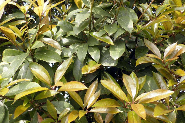 桂花葉尖干枯怎么回事，光照過強(qiáng)水肥不足