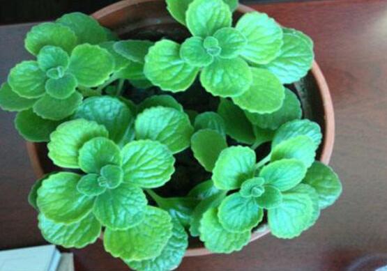 驅(qū)蚊草碰碰香有毒嗎，無毒/凈化空氣、醒腦提神