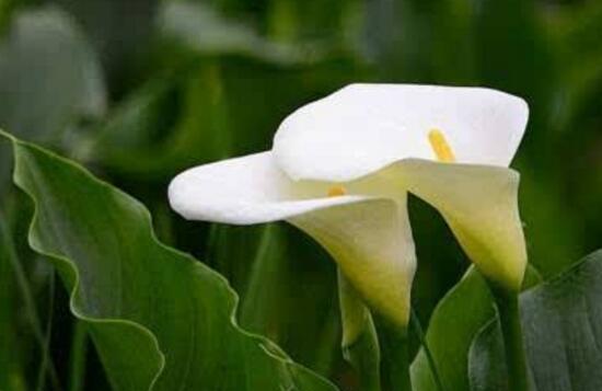 馬蹄蓮怎么修剪，馬蹄蓮的修剪方法