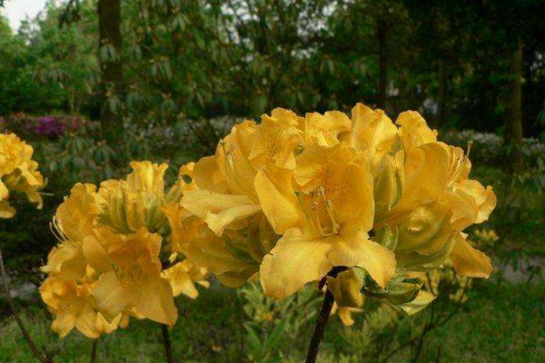 羊躑躅怎么養(yǎng)，使用微酸性土壤進(jìn)行養(yǎng)護(hù)