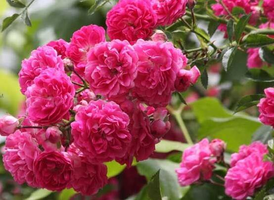 薔薇花的功效與作用，盤點(diǎn)薔薇花七大功效與作用