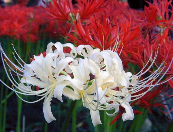 彼岸花的傳說與花語，代表著優(yōu)美的純潔、相互思念