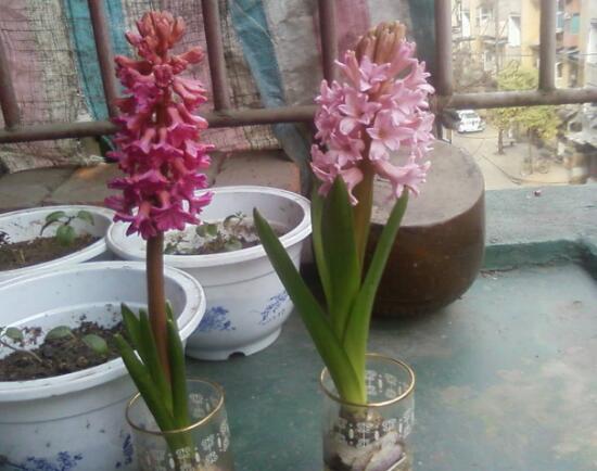 風(fēng)信子葉子發(fā)黃怎么辦，教你五種緊急處理方法