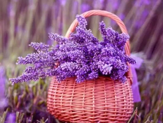 薰衣草施什么肥好，薰衣草施肥方法