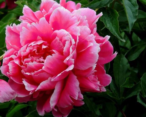 芍藥花如何養(yǎng)護(hù)，教你最重要五個(gè)養(yǎng)殖技巧(花枝艷麗)