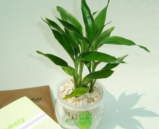 富貴竹品種有哪些，富貴竹品種圖片大全