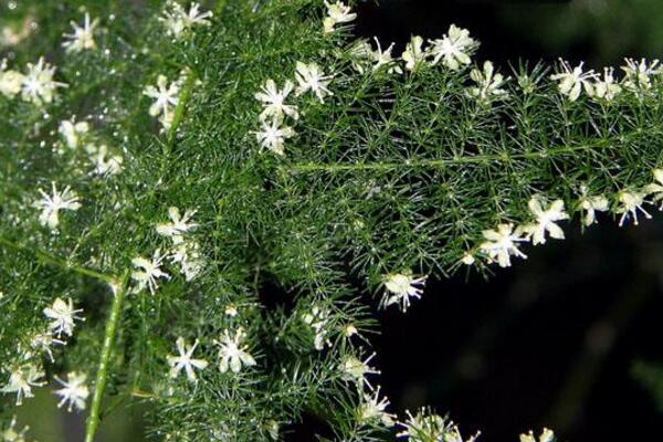 文竹開花有什么兆頭，象征著永恒