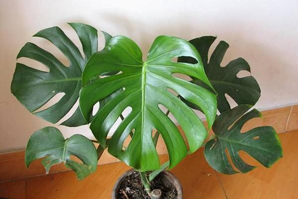 小龜背竹的養(yǎng)殖方法，做好以下五個(gè)要點(diǎn)即可