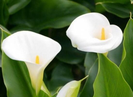 馬蹄蓮花語是什么，馬蹄蓮的寓意歌頌友情之美