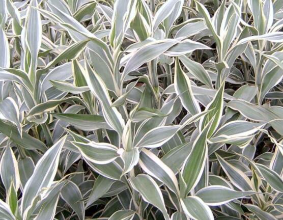 富貴竹有幾種品種圖片，欣賞好看的四種品種圖片