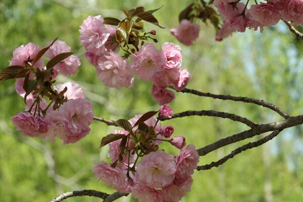 櫻花盆栽修剪方法圖解，從三個階段進行修剪
