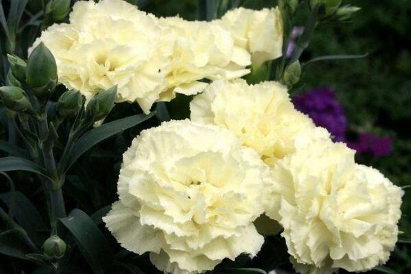 紅色康乃馨花語(yǔ)，祝愿母親健康長(zhǎng)壽