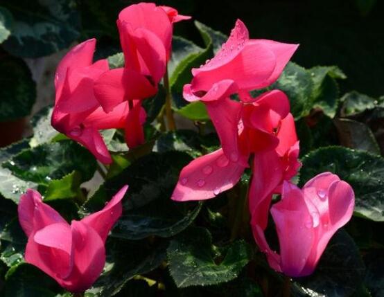 仙客來(lái)不長(zhǎng)新葉怎么辦，多半是盆土澆水光照導(dǎo)致